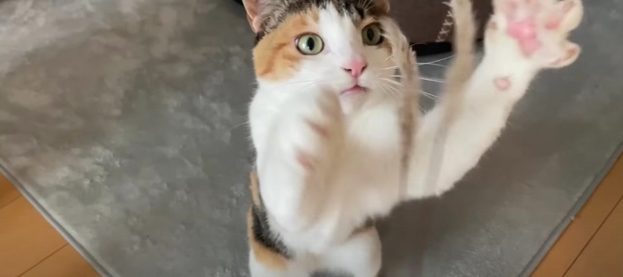 天然の猫じゃらし『チガヤ』に大興奮！あの手この手で遊ぶ猫ちゃんが楽しそう♡