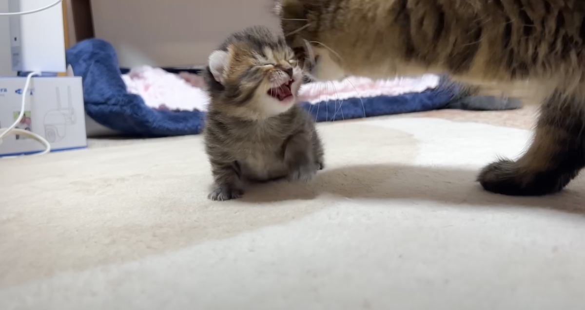 ママ大好きな子猫がママに拒絶されるようになって２年……胸が熱くなる『まさかの光景』に「泣きそうになった」「親子愛に感動」と22万再生