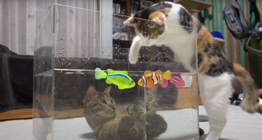 ナイスアイデア！？水槽を泳ぐ魚に猫ちゃん釘付け♪