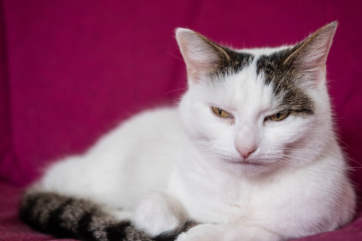 『ゴキゲンななめな愛猫』のなだめ方3選　対応を失敗したら、もっと機嫌が悪くなるかも…？