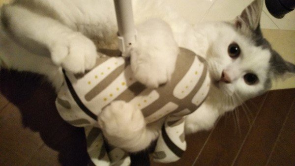 愛猫のストレス発散に！『カミカミパンチクッション』を作ってみた!