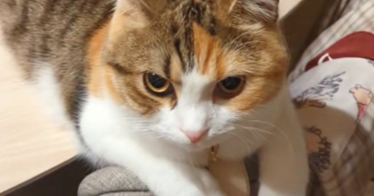 名前を呼んでも『全然返事しない猫』に『ごはん食べる？』と聞くと……笑ってしまう展開が22万再生の反響「可愛すぎるｗ」「わかるんだね」