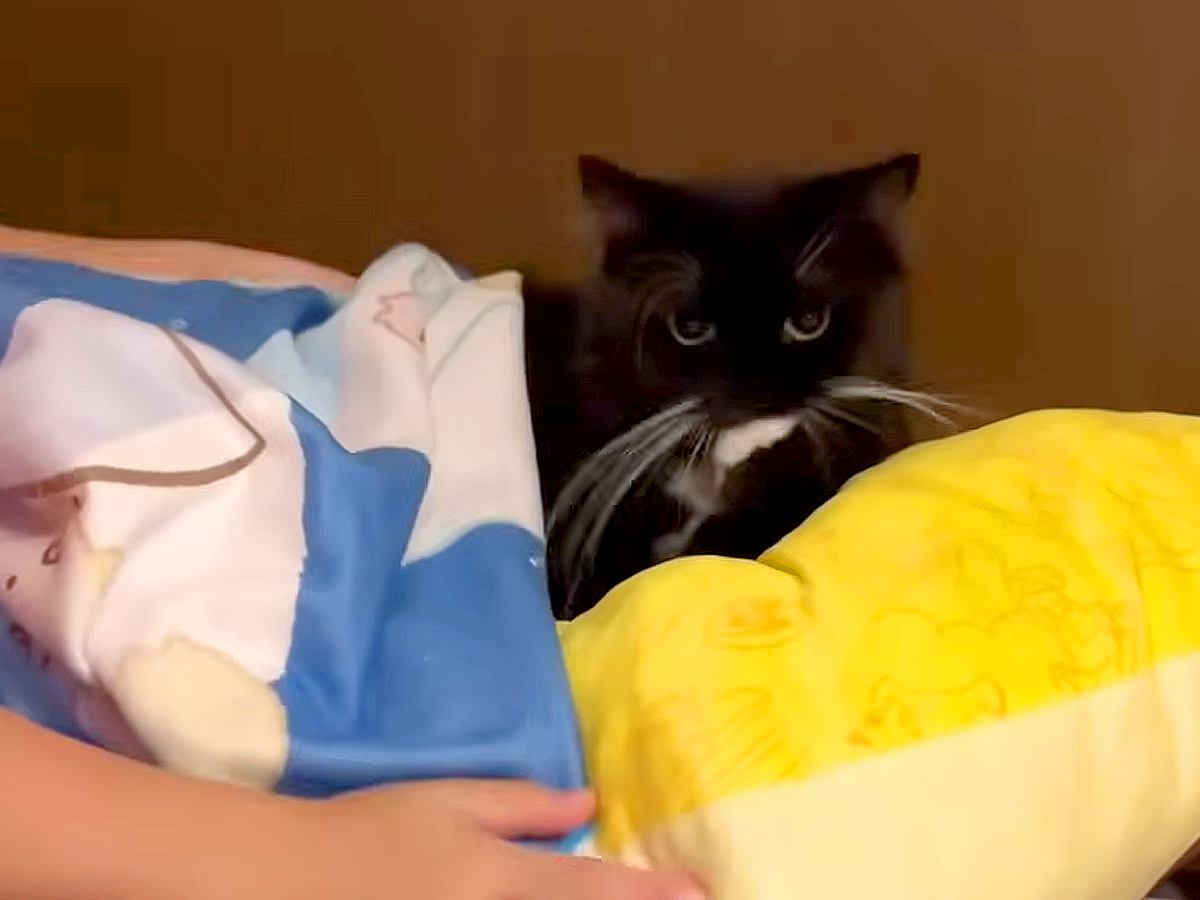 黒白猫のために寝床を作ってあげるお姉ちゃん→なぜか気に入らない様子で…胸キュン必至な『まさかの理由』に反響「特別な愛情」「甘えてるね」