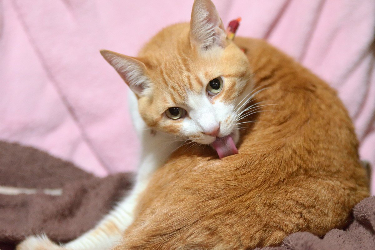 猫が体を『ずっと舐めている』のは異常のサイン？考えられる3つの理由