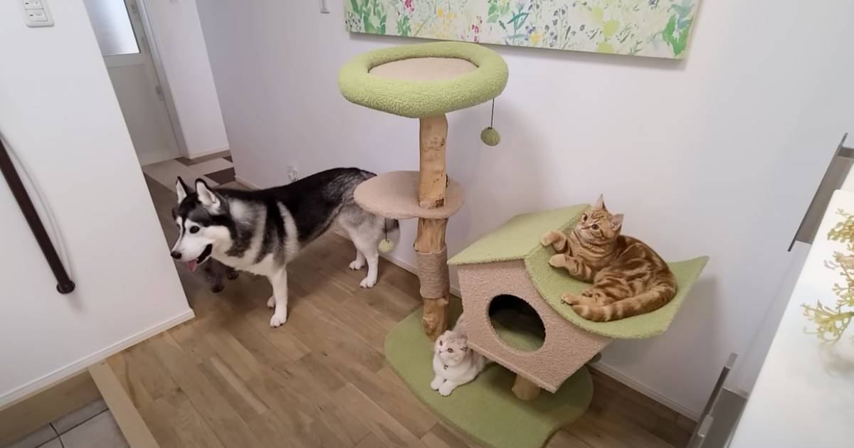 犬猫4匹での初めてのお留守番を『隠し撮り』してみたら…飼い主さんを待つ様子が泣けると6万再生「心が熱くなった」「大好きなんだね」