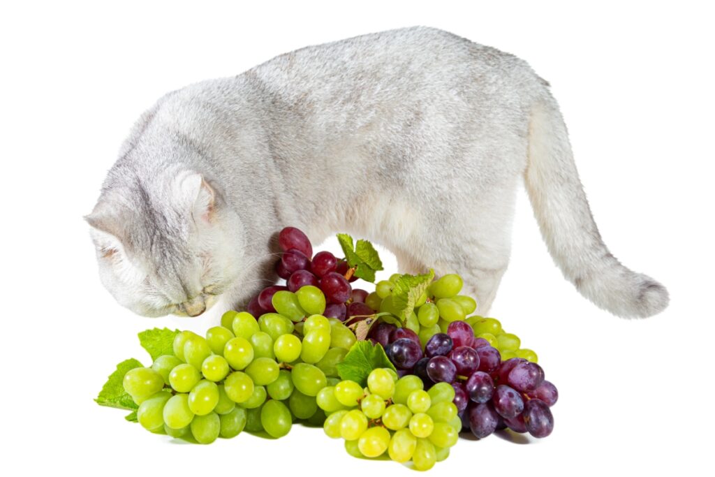猫にぶどうは絶対にNG！中毒症状や危険な量の目安、食べた場合の対処法まで徹底解説