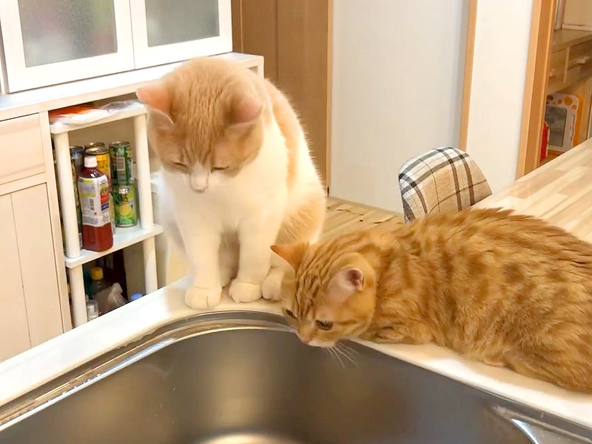 洗い物を始めると、２匹のネコがやってきて…まるで監視員？想像以上に『見守る様子』が可愛すぎると反響「いいなぁ～」「お仕事お疲れさん」