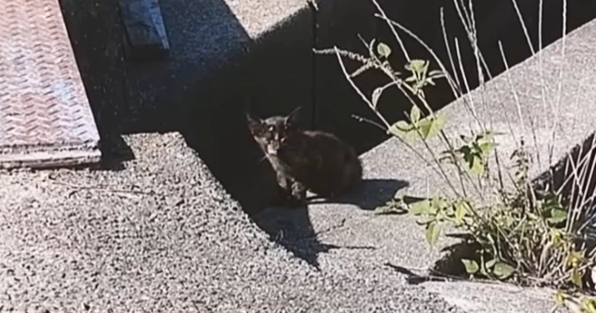 草むらで『何かを発見した犬』→次の瞬間、ガリガリにやせた子猫が現れて…想定外の出会いと胸を打つ展開が80万再生「本当に素敵」「泣ける」