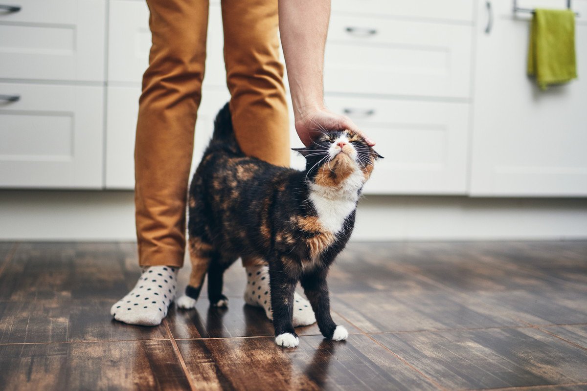 愛猫が飼い主さんに『しっぽでタッチ』するときのワケ5選　さわられ方で意味も違う！