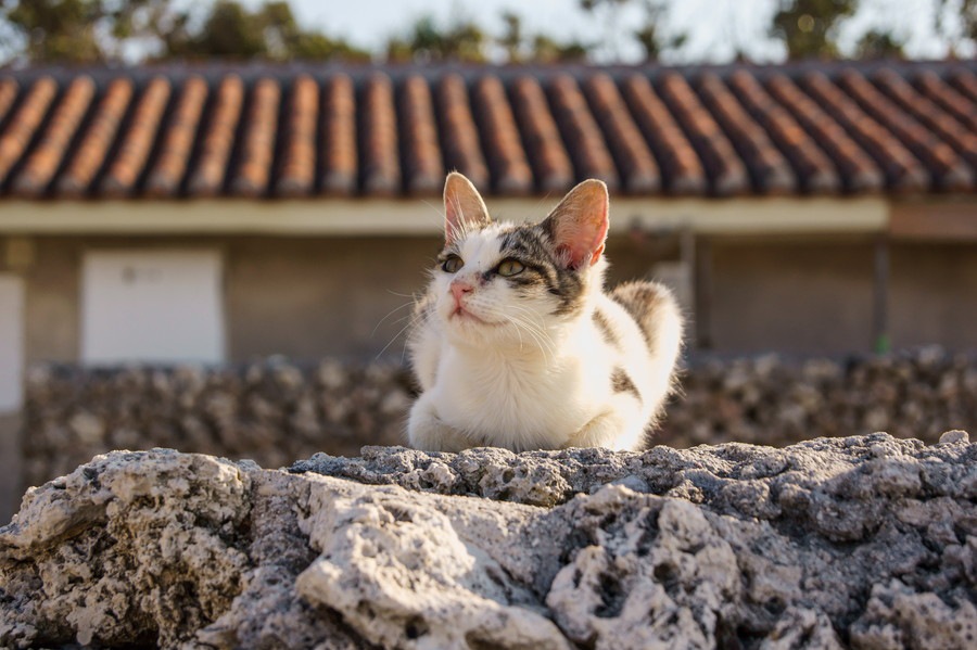 猫から見える世界ってどんな世界？