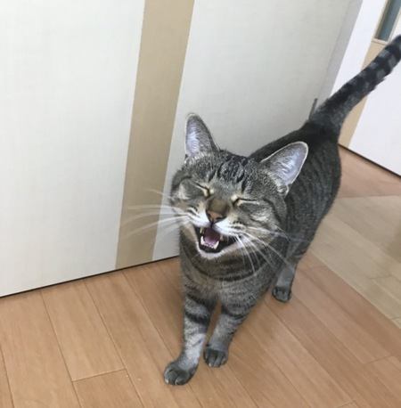 飼い主に話しかけてくる猫のよくある心理５つ