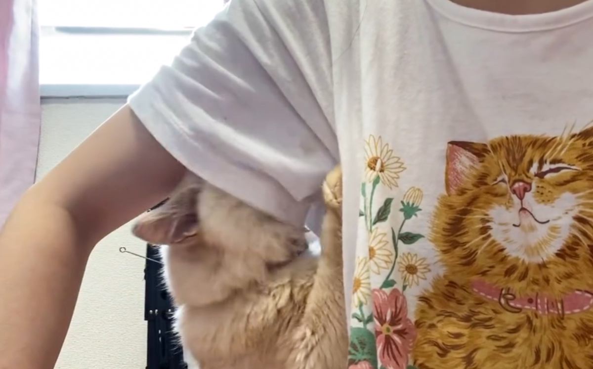 飼い主さんの『脇の下』が好きすぎる猫…想像を超える『まさかの光景』に爆笑の声続出「脇フェチで笑ったｗ」「人だったら変態ｗ」と16万表示