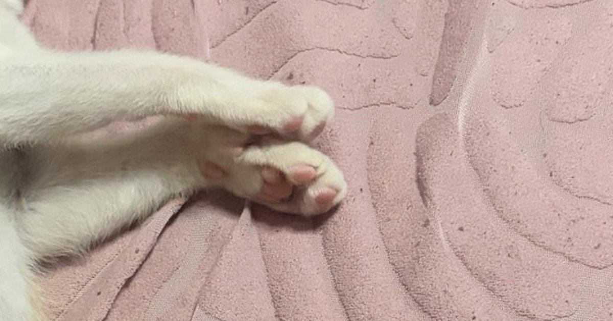 家に来てまだ10日目なのに…元野良猫が見せた『まさかの寝姿』に5万いいね「立派な家猫になったな～」「よっぽど安心できる場所なんだ」