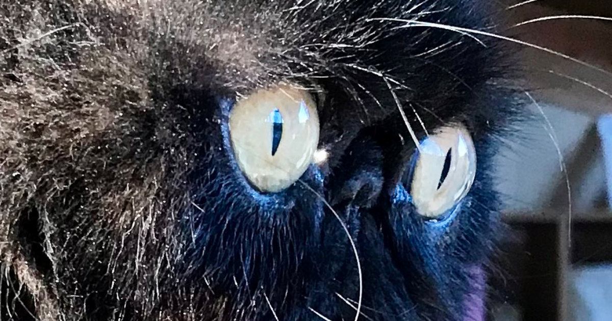 ぺちゃ顔猫の『ヒゲ』が伸びた結果…想像以上に『ファンタジー感満載な光景』に２万いいね「特殊能力がありそうｗ」「存在感がすごい」