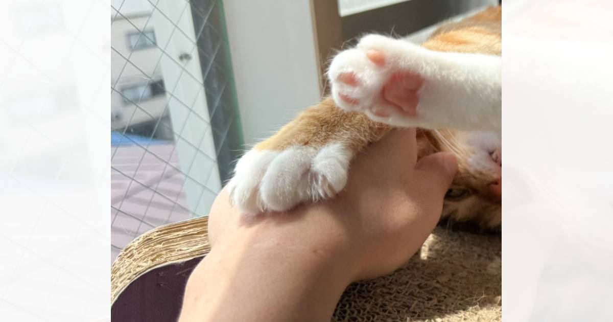 うっとりとした顔でくつろぐ猫→『爪』を見てみると？……まさかの形が3万9000いいね「見てる分には本当に美しいｗ」「命を刈り取る形ｗ」