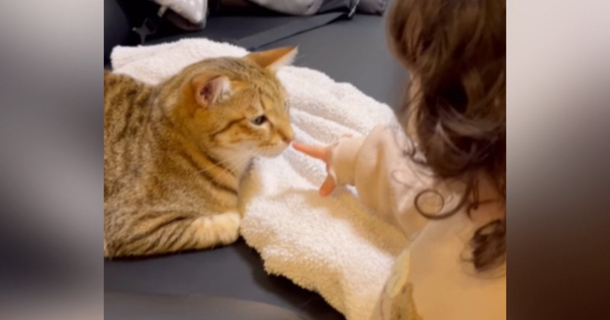 ネコに挨拶をしたい女の子→指を近づけると…『微笑ましいやり取り』に癒される人が続出「仲良しだね」「とても可愛らしい」と反響