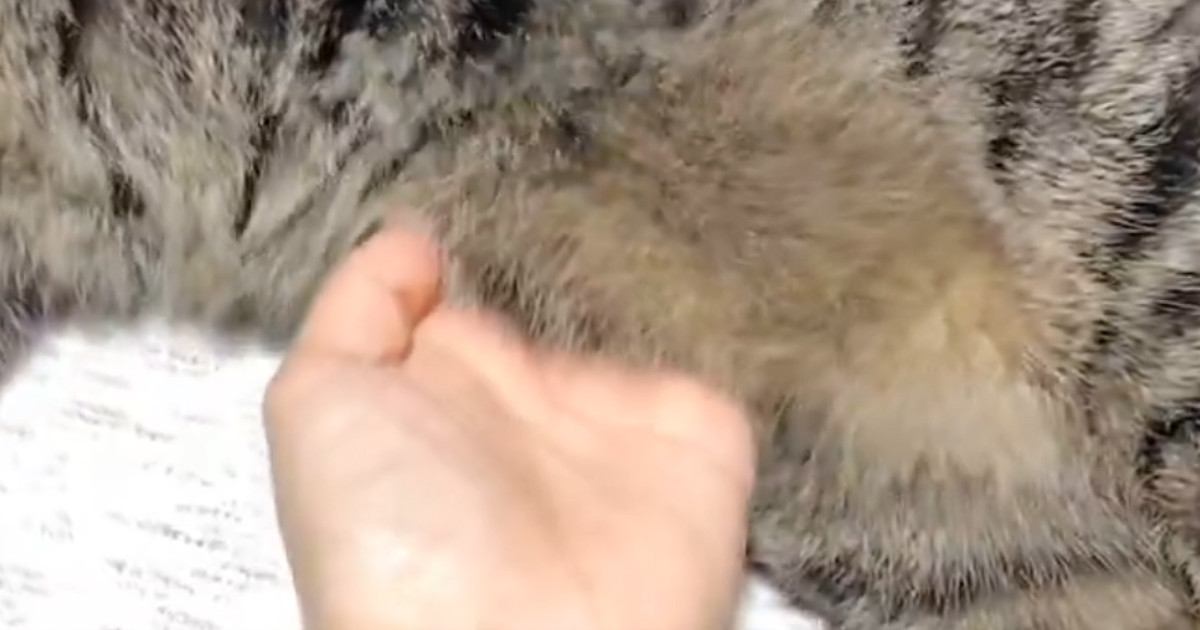 くつろぐ猫→飼い主がお腹のあたりを優しく触ると…ずっと見ていたくなる光景に４万いいね「幸せが詰まってる」「私もやりたい」