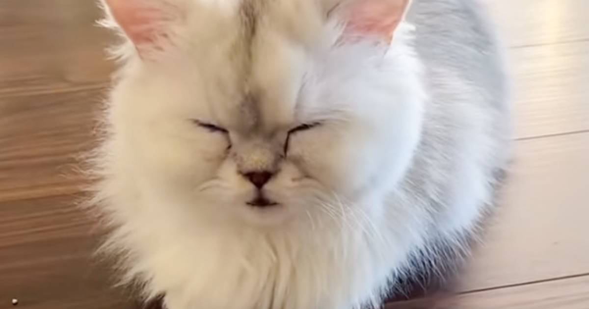 寝起きの子猫→飼い主さんのもとへとやって来ると…『悶絶必至の光景』が864万再生「癒されすぎて泣いた」「可愛いが限界突破してて涙が出た」