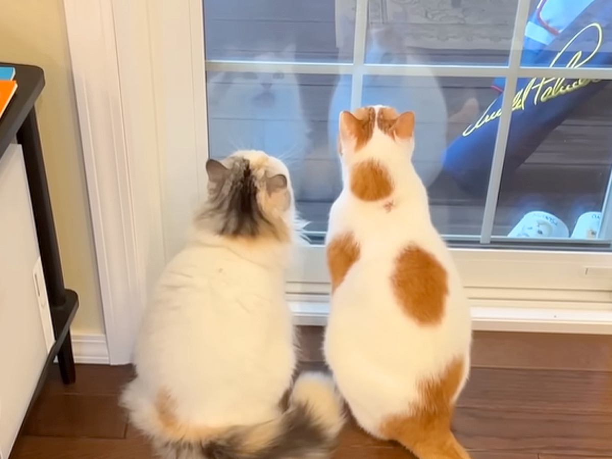 ２匹の猫が暮らす家に、ツバメが巣を作りにきて…本能が目覚めた『まるでハンターのような姿』に「野生を見た神回」「クラッキングかわいい」
