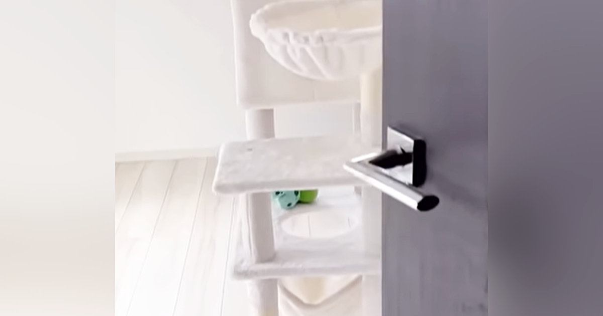 猫がやけに静かだと思い様子を見に行くと、キャットタワーの上で…とんでもなく『可愛い瞬間』が50万再生「たまらんね」「愛おしすぎる」