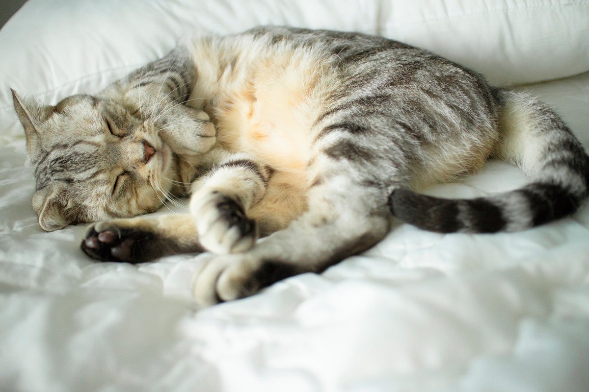 猫を早く老けさせてしまう『生活に足りていないもの』4つ　身も心も“うるおい”が必要？
