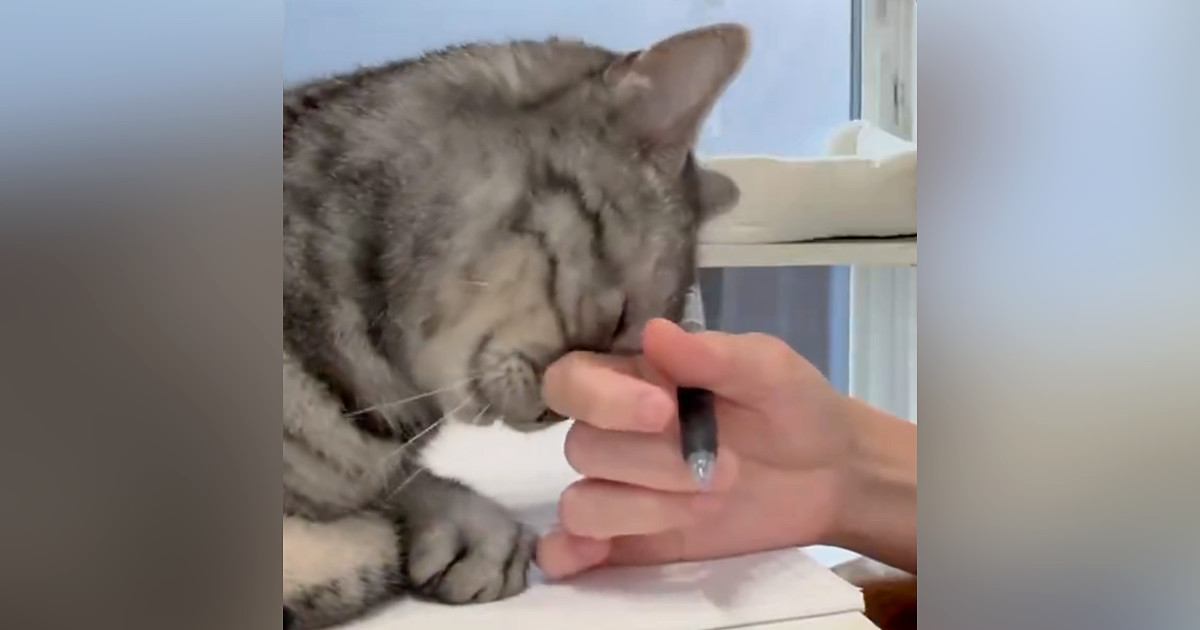 作業をしていると、構ってほしそうな愛猫がやって来て…『可愛すぎる攻撃』に反響「最後の表情がかわいいｗ」「手が止まってるｗ」と12万表示
