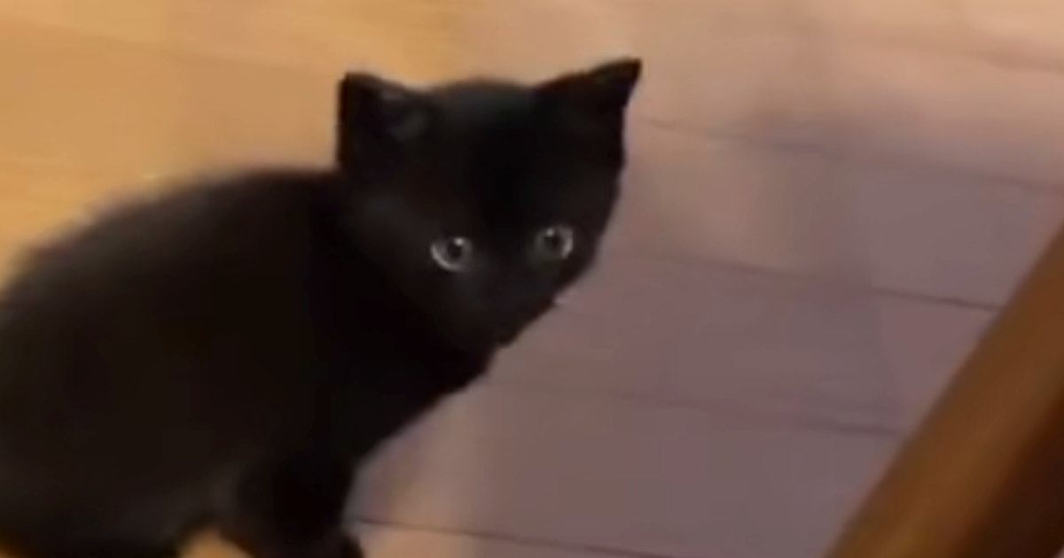 飼い主を見つめる『赤ちゃん猫』→『おいで』と声をかけられると…キュンとくる『尊すぎる行動』に１万いいね「疲れ吹っ飛ぶなぁ～」「反則」