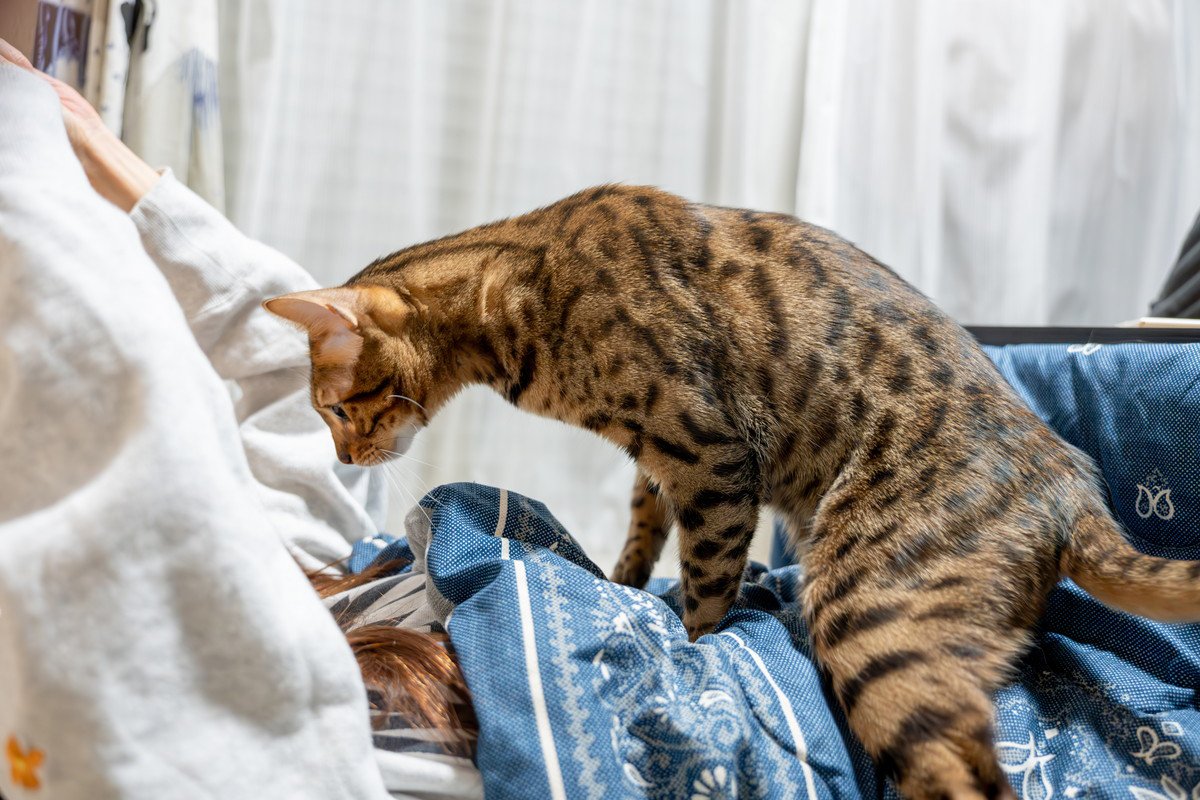 猫があなたが『寝ているときに襲いかかる』5つの理由　どんな目的があるの？やめさせるための対処法まで