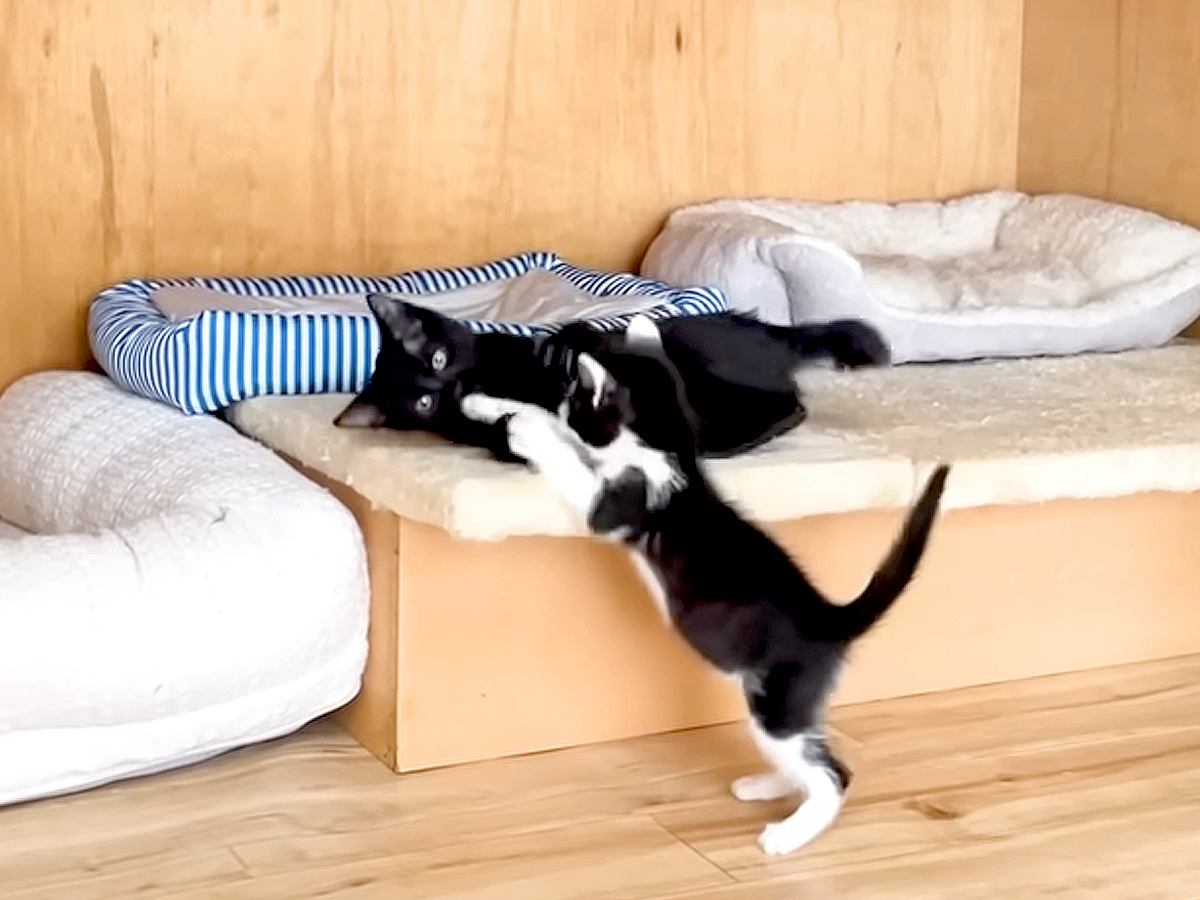 保護された2匹の白黒子猫→遊んでいる様子を見守った結果…尊すぎる『本当の姉妹のような光景』に反響「平和空間」「休日の子どもたちみたい」
