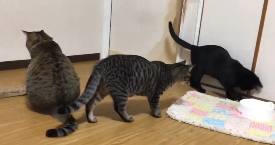 子猫たちへ教育的指導！先輩ニャンコの大きな背中がカッコイイ