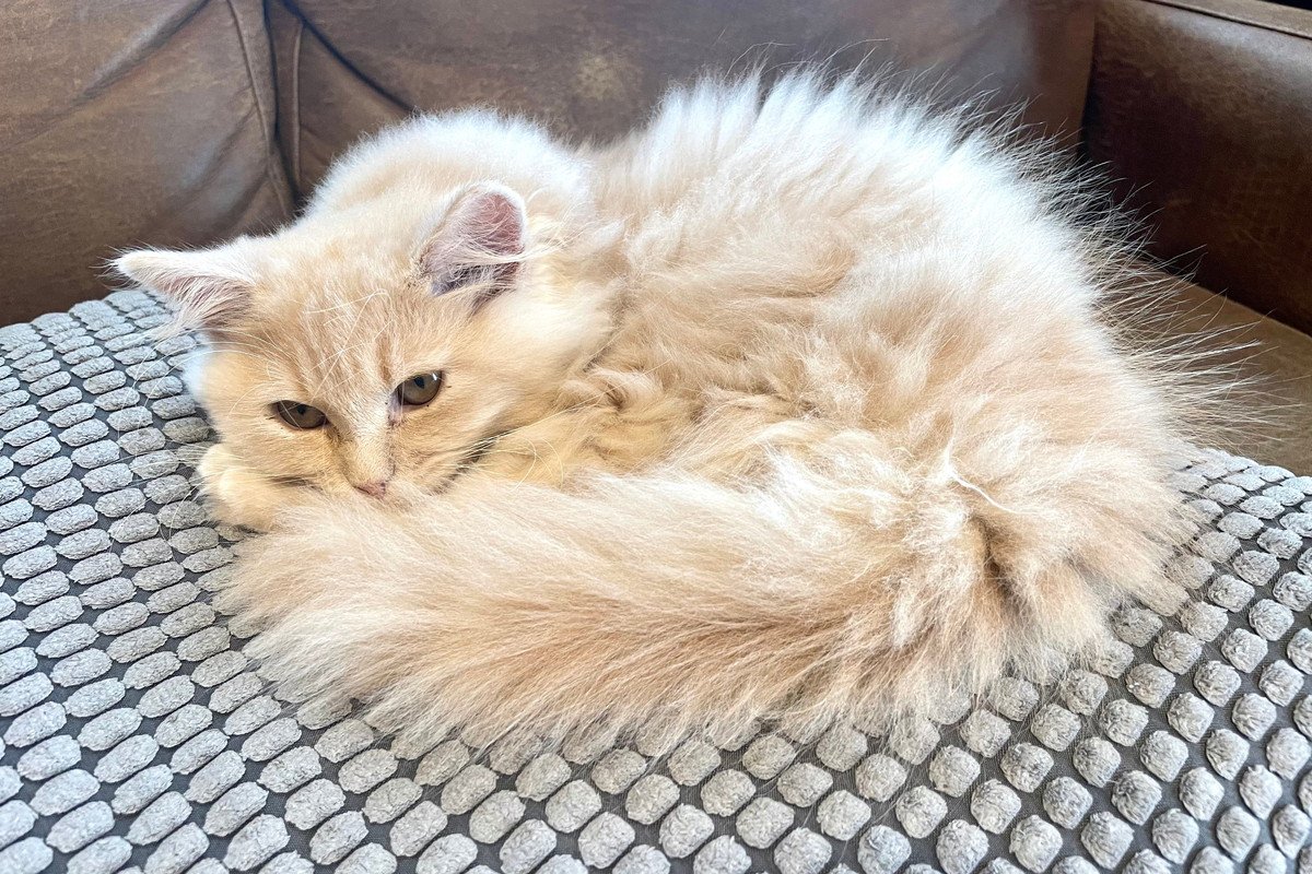 猫の『体調不良』を見極めるポイントは？猫たちが出す“しんどい”サイン6選