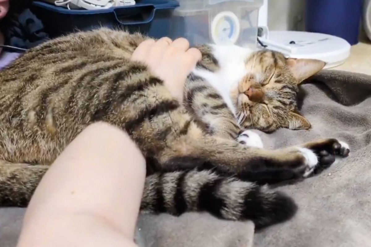 寝転びながらくつろいでいる猫→飼い主さんがモフモフすると…最後に見せた『とんでもなく尊い光景』に4万いいね「幸せすぎる」「めっちゃ良い」
