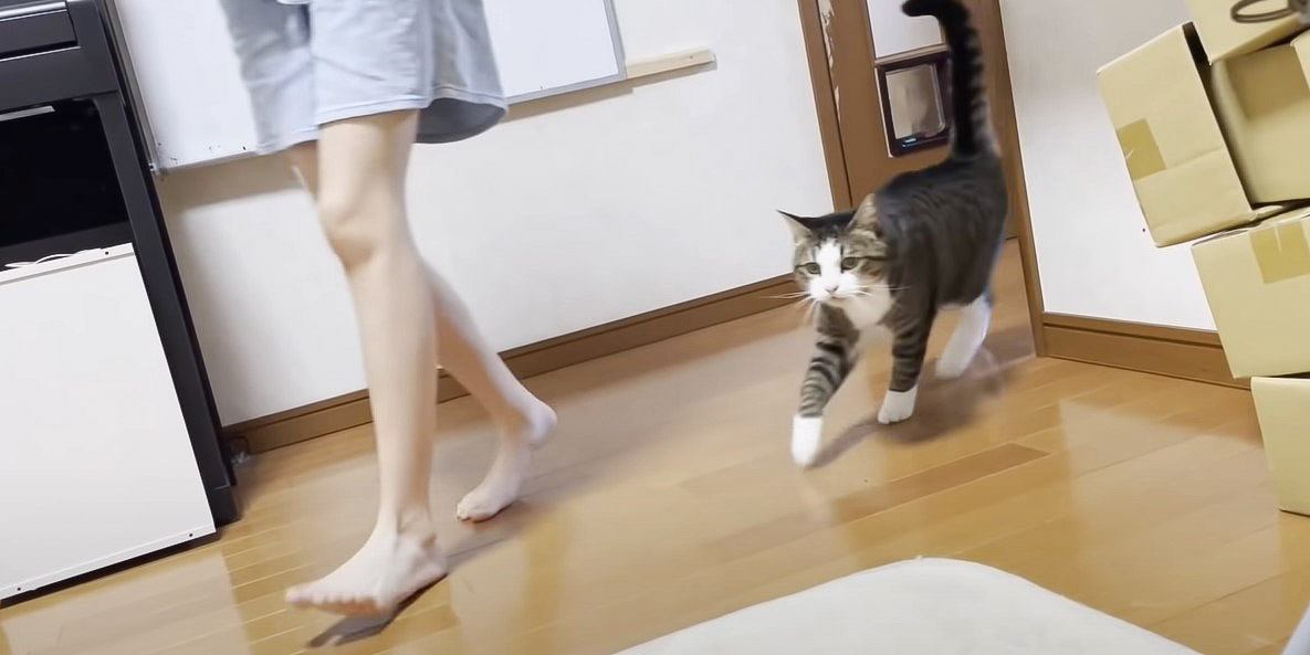 猫がお姉ちゃんに撫でてほしくて…まさかの『全力で追いかける』光景が可愛すぎると50万5000再生「このストーカーほしい」の声