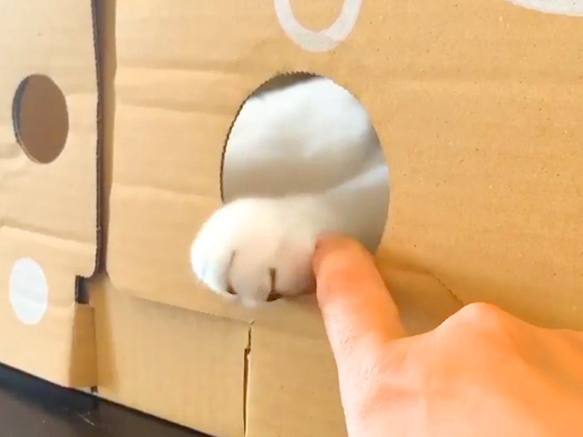 穴が開いた段ボールの向こうで遊ぶネコ→指を差し出してみたら…まるで握手会？『反則級に可愛い光景』に「最高」「サインもください」の声