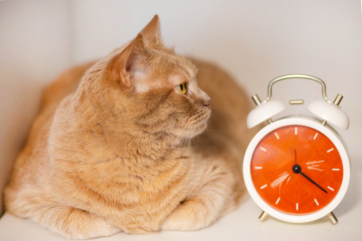 猫の『体内時計』がズレない理由4つ　規則正しい習慣の秘密や生活リズムを合わせるコツ