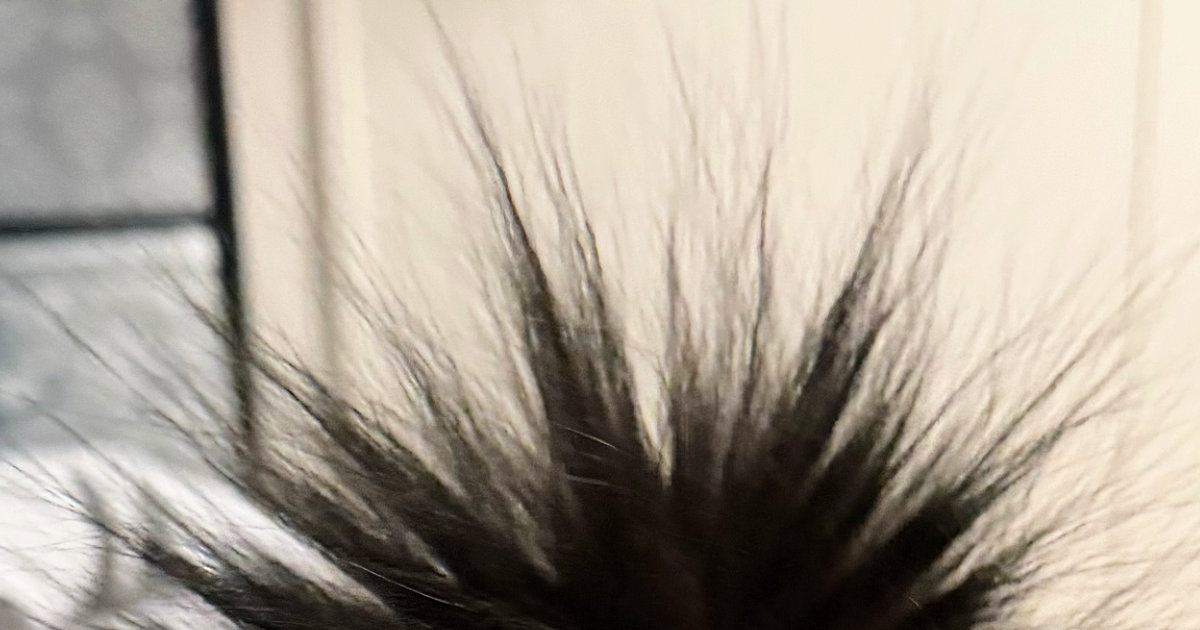 ふと『黒猫のしっぽ』を見たら……飼い主爆笑の『とんでもない状態』に１万いいね「ウニだ、ウニがおる」「まっくろくろすけ」と話題