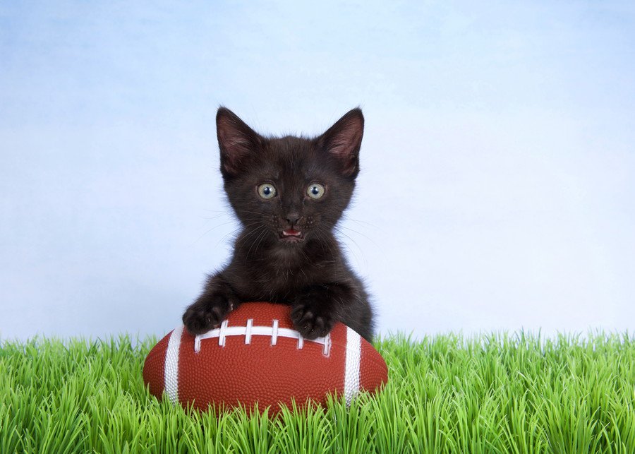 亡き母の愛猫が、大学アメフトチームの「マスコット」になって選手の士気を高めてくれる　米国