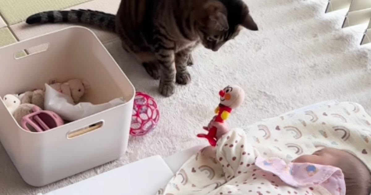 布団の上で寝ている赤ちゃん→近くには『2匹の猫』がいて…微笑ましすぎるやり取りに「優しい世界」「わぁー癒される」と24万再生