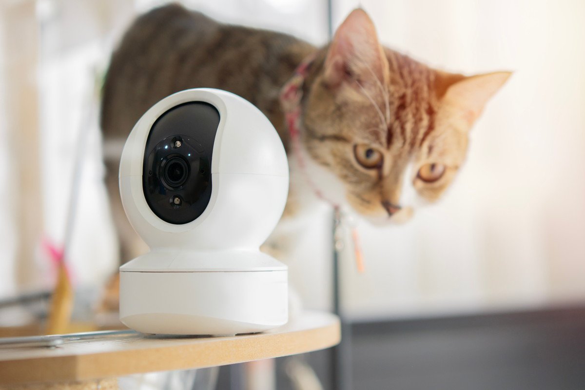 愛猫との暮らしをアップデートしてくれる『ペット家電』4選　猫界にも自動化の波が！