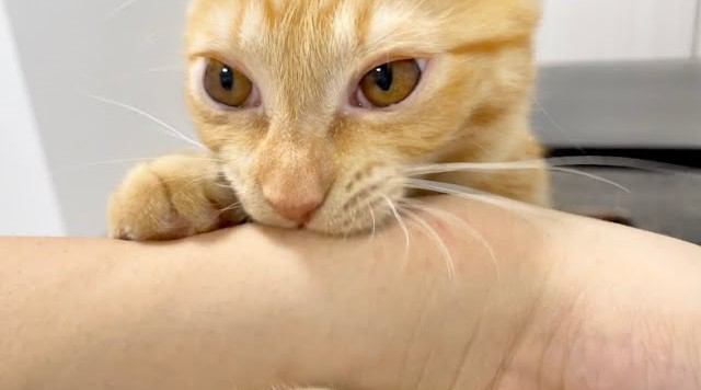 噛みついてくる子猫にしつけをしてみた結果…独特すぎるやり方が面白いと54万6000再生「耐性ついてきてるｗ」「斬新ｗ」と話題