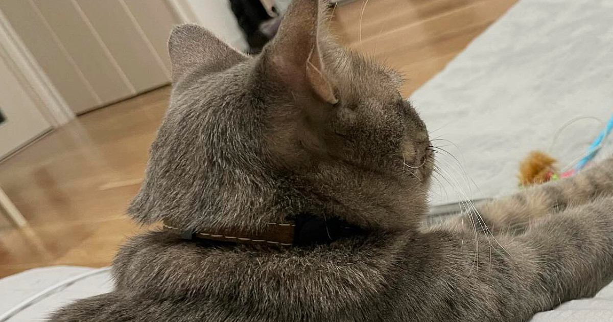 部屋でくつろいでいた猫→『おてての先』を見ると…たまらなく可愛い瞬間に「高さがちょうど良かったのかなｗ」「抱きしめたい」と悶絶の声