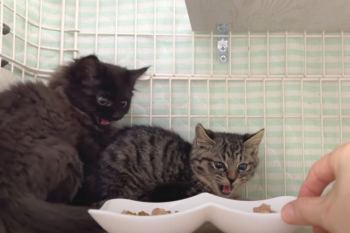 シャーシャーと威嚇していた保護子猫→6日目になると……予想外の『変化』が感動すると10万再生「おお凄い」「沢山の愛情をありがとう」