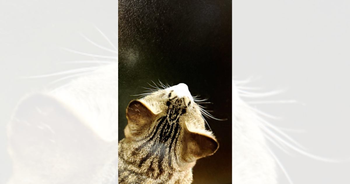 窓の上のほうを真剣に見つめる猫→『左下』を見てみると……まさかの光景に2万いいね「灯台もと暗し」「見失ってるのめっちゃ良いｗ」と話題に