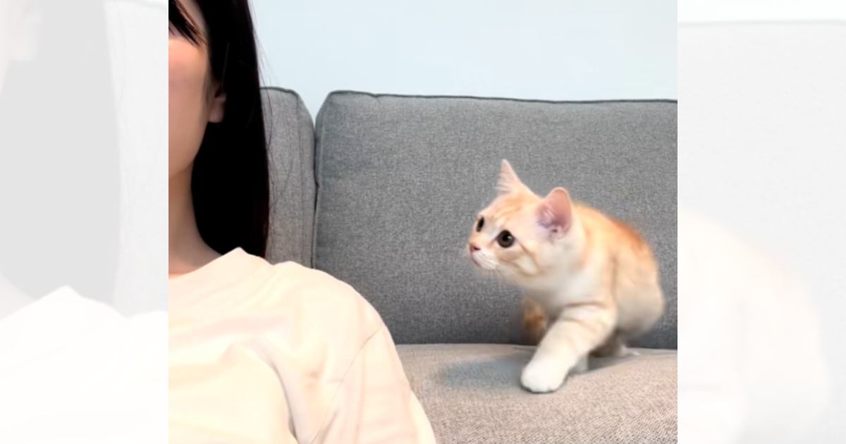 『まったく動かない飼い主』を見て…心配になった猫の『可愛すぎる行動』が189万再生「気付いたら10回くらい見てた」「リアルに声出た」