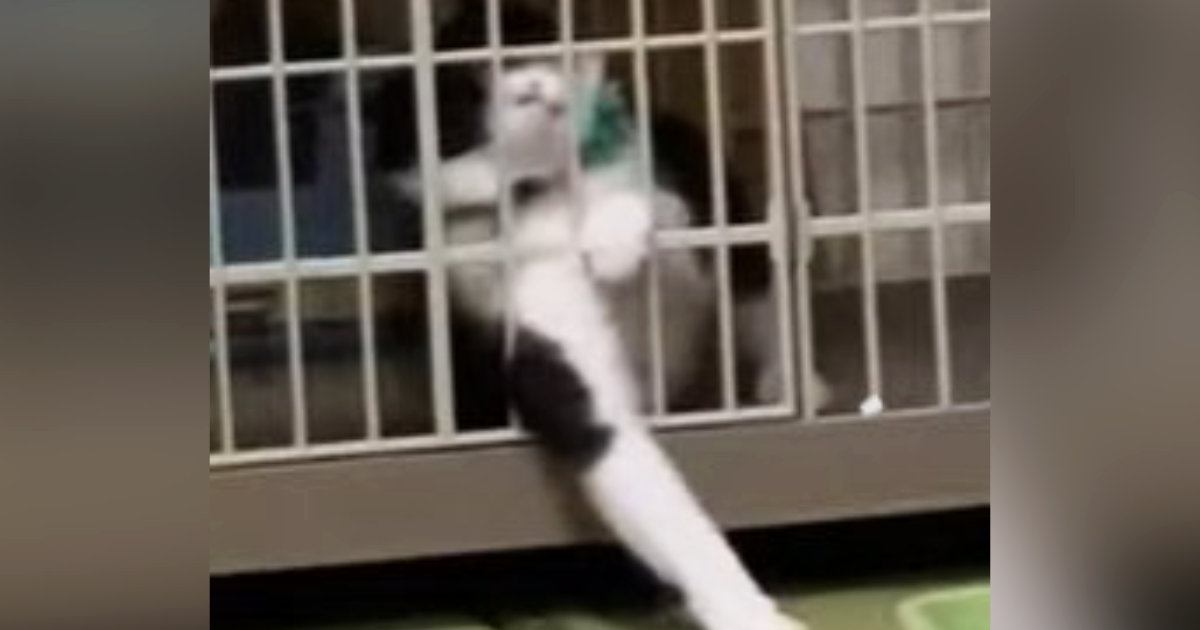 保護された当時は『噛みつきまくっていた猫』が、現在……『劇的な変化』に感動する人が続出「安心しきった表情に泣ける」「愛情の証」