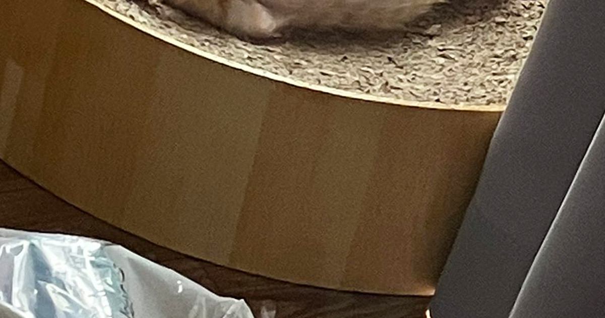 うちに来て『まだ1週間』しか経っていないのに…保護子猫が見せた『豪快すぎる寝姿』に3万いいね「大物だｗ」「安心したんだろうねｗ」