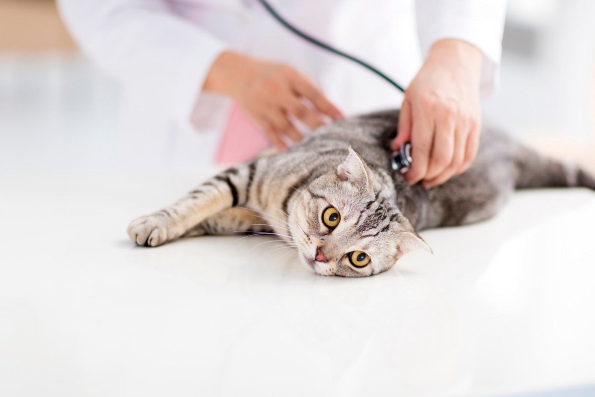 猫の咳、それは喘息？猫風邪？考えられる原因と受診の目安