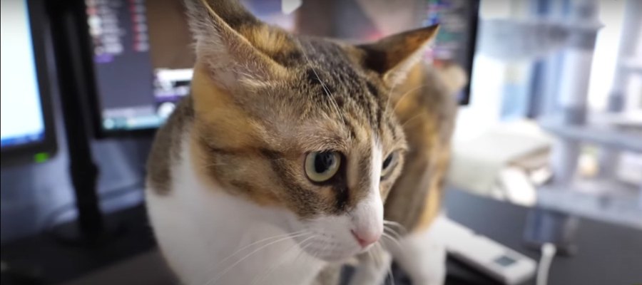 突然の雷雨！ビビり出身の猫ちゃんは…？