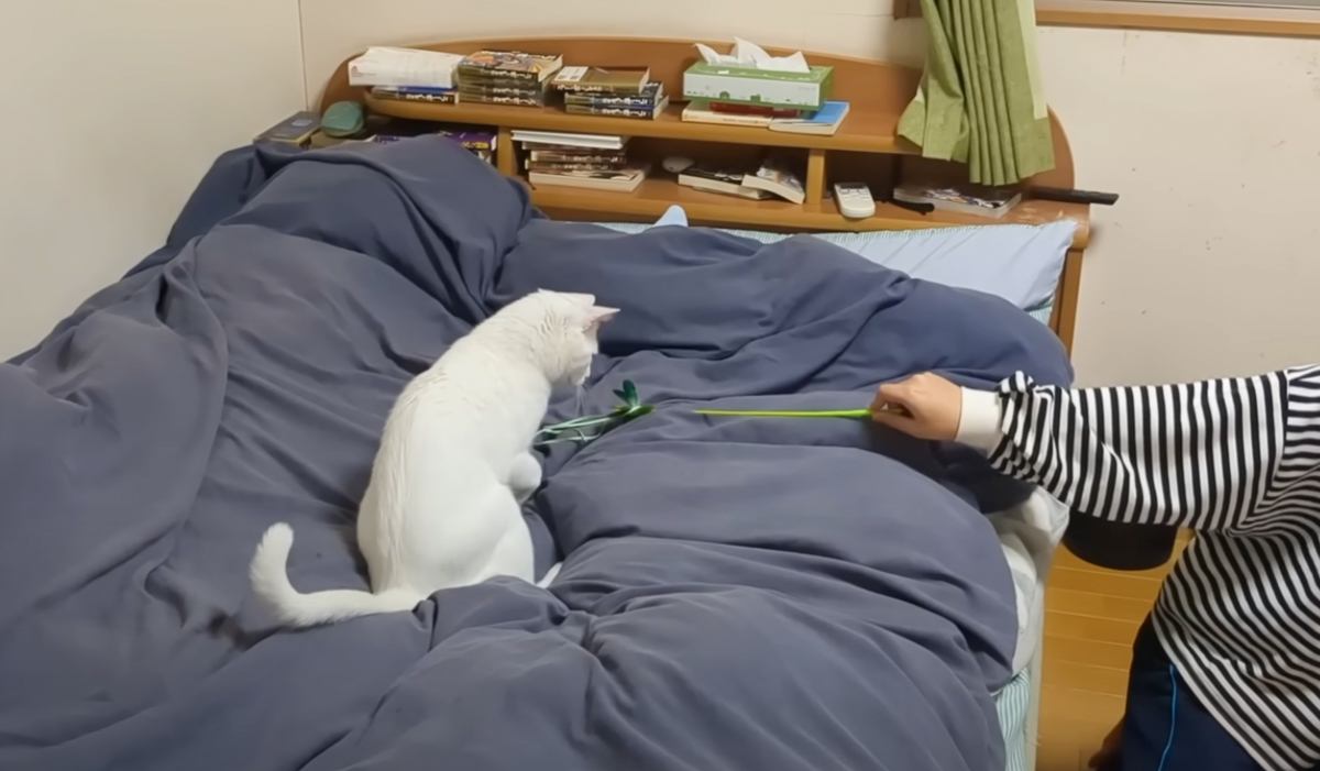 ５日ぶりに帰省してきた長女→猫じゃらしを使用すると…思わず笑っちゃう光景が11万再生「あきらかに匠の域」「幸せな家族でほっこり」