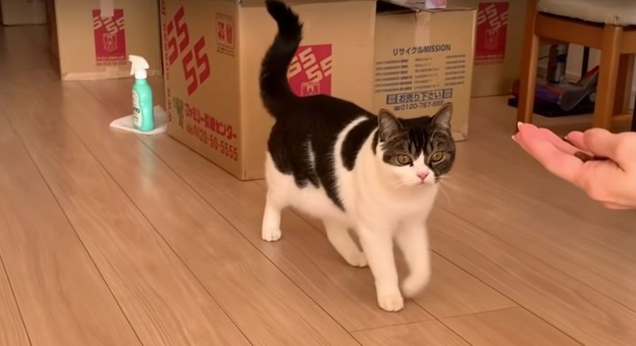 わくわく♡お引っ越しをして新居を探検する猫さんたち！